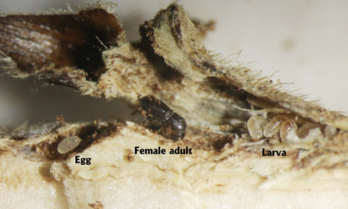 A typical placement of the gallery of Hypothenemus eruditus in a notch under a leaf node in a dead twig.