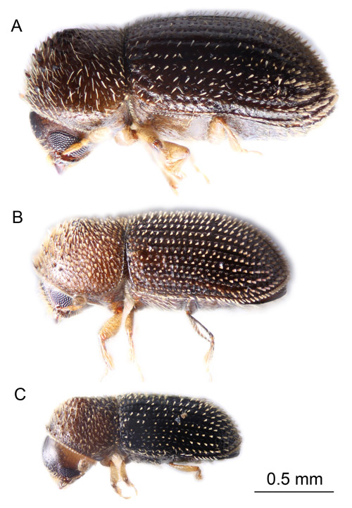 Comparison of the three most common Hypothenemus species (female adults) in Florida. A. Hypothenemus birmanus; B. Hypothenemus seriatus; C. Hypothenemus eruditus.