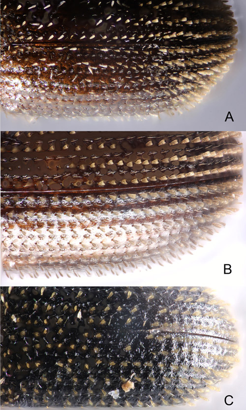 Comparison of the dorsal view of elytron showing scales and texture of Hypothenemus species in Florida. A. Hypothenemus birmanus; B. Hypothenemus seriatus; C. Hypothenemus eruditus. 