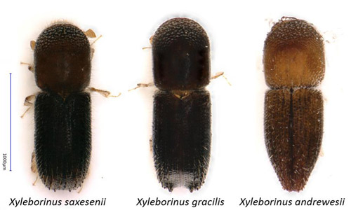 Bark and Ambrosia Beetles of , Xyleborinus saxesenii <span  style='font-style:normal';>(Ratzeburg 1837)</span> <span  style='font-style:normal';> (introduced)</span>