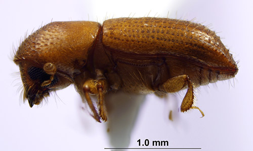 Adult female Xyleborus affinis.