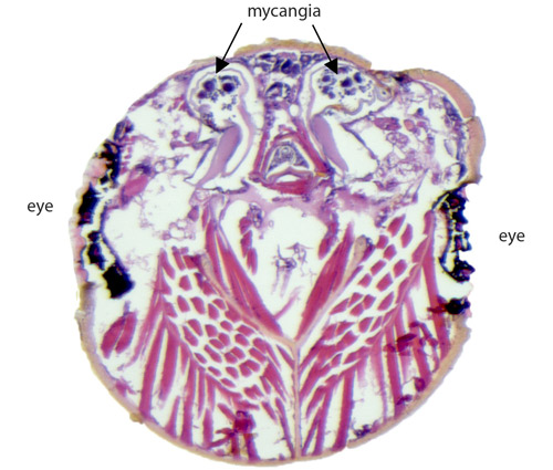 Mycangia (=fungus pockets) of the ambrosia beetle Xyleborus affinis in a cross-section of the beetle head.