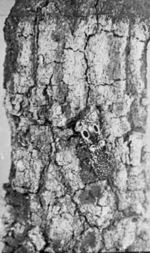 The adult click beetle Alaus oculatus (Linn.) on oak bark. 