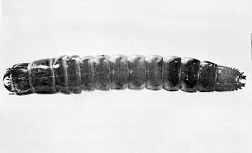 Mature larva of the click beetle Alaus oculatus (Linn.). 