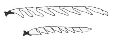 Antennae of adult male (top) and female (bottom) A. patricius.