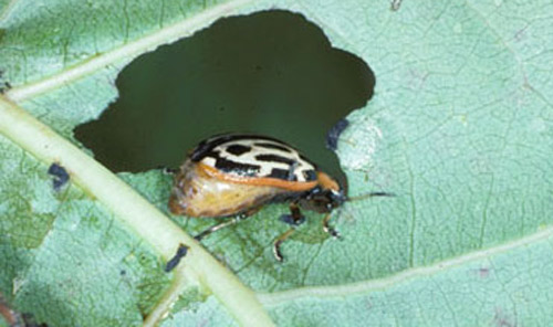 Adult cottonwood leaf beetle, Chrysomela scripta Fabricius, feeding on foliage.