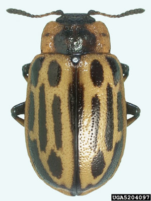 Adult cottonwood leaf beetle, Chrysomela scripta Fabricius, dorsal view.