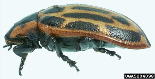 Adult cottonwood leaf beetle, Chrysomela scripta Fabricius, lateral view. 