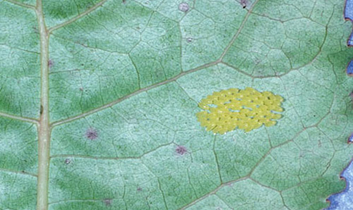 Eggs of the cottonwood leaf beetle, Chrysomela scripta Fabricius, on leaf. 