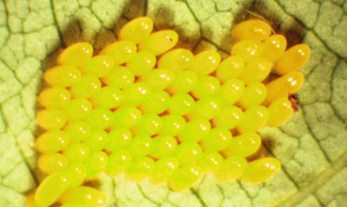 Eggs of the cottonwood leaf beetle, Chrysomela scripta Fabricius. 