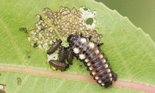 Size differences of young and mature larvae of the cottonwood leaf beetle, Chrysomela scripta Fabricius. 