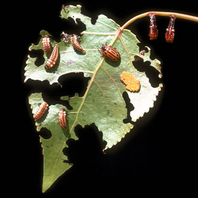 Life cycle of the cottonwood leaf beetle, Chrysomela scripta Fabricius. 