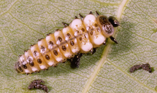 Larva of the cottonwood leaf beetle, Chrysomela scripta Fabricius, with scent droplets. 