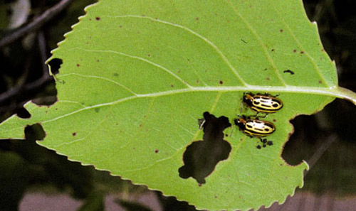Initial feeding damge from the cottonwood leaf beetle, Chrysomela scripta Fabricius. 