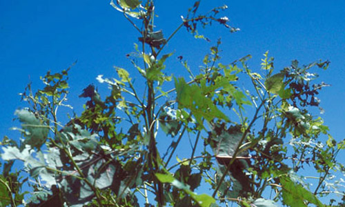 Defoliation caused by the cottonwood leaf beetle, Chrysomela scripta Fabricius. 