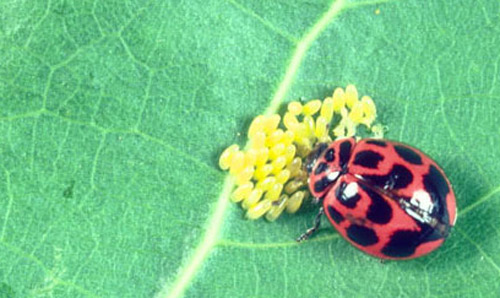 The v-marked lady beetle, Neoharmonia venusta (Melsheimer), feeding on eggs of the cottonwood leaf beetle, Chrysomela scripta Fabricius.