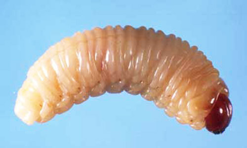 Mature larva of the cypress weevil, Eudociminus mannerheimii (Boheman).