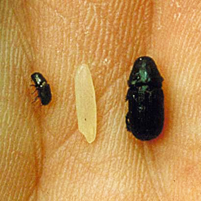 The adult black turpentine beetle , Dendroctonus terebrans (Olivier), (right) is 5 to 8 mm in length, much larger than the southern pine beetle, Dendroctonus frontalis Zimmermann, (left). A grain of rice (middle) is inserted for size comparison. 