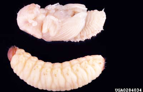 The pupa (top) and larva of the black turpentine beetle, Dendroctonus terebrans (Olivier). 