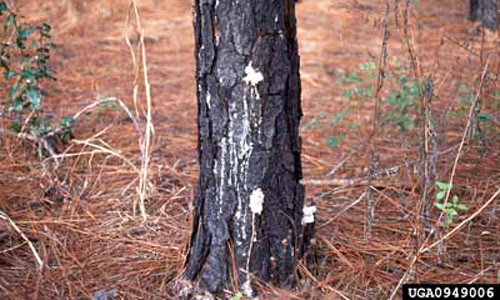 Pitch tubes of the black turpentine beetle, Dendroctonus terebrans (Olivier), occur on the lower trunk and may be as large as a half dollar. 