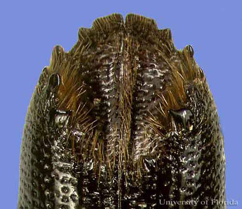 Dorsal view of the elytral apices of an adult sixspined ips