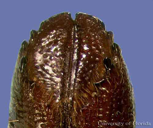 Dorsal view of the elytral apices of an adult eastern fivespined ips