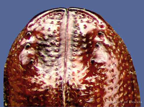 Dorsal view of the elytral apices of an adult small southern pine engraver