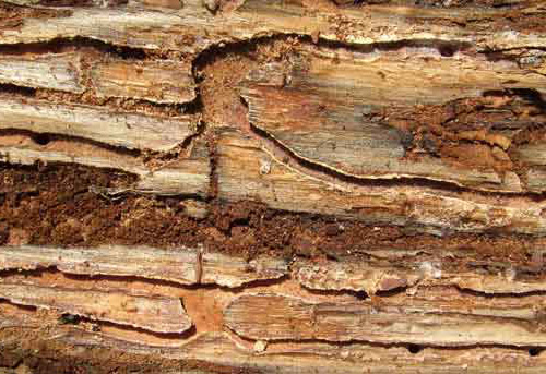 Inner bark gallery characteristic of the eastern fivespined ips