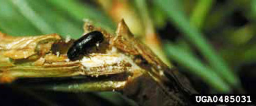 An adult Tomicus piniperda (Linnaeus), a pine shoot beetle, also showing boring damage to pine shoot. 