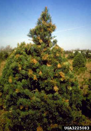 Damage to pine tree by Tomicus piniperda (Linnaeus), a pine shoot beetle, showing infested tips. 