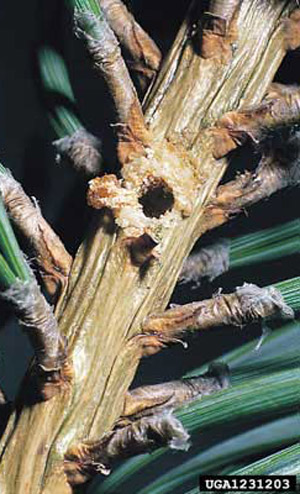 A circular (extrance or exit) hole in pine shoot caused by Tomicus piniperda (Linnaeus), a pine shoot beetle.