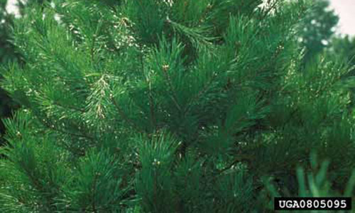 Adult feeding damage caused by Tomicus piniperda (Linnaeus), a pine shoot beetle, showing several green flags from about 8 feet away. 