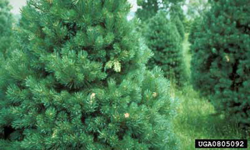 Adult feeding damage caused by Tomicus piniperda (Linnaeus), a pine shoot beetle, showing browned flags from about 12 feet away. 