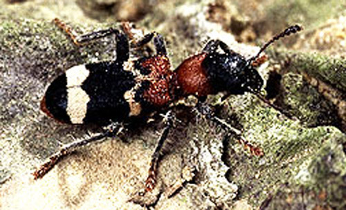 A predatory beetle, Thanasimus formicarius Linnaeus, can eat several pine shoot beetles daily.