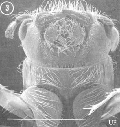 Ventral view of head of an adult female Platypus flavicornis (Fabricius). White line represents 1 mm. 