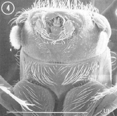 Ventral view of head of an adult male Platypus flavicornis (Fabricius). White line represents 1 mm. 