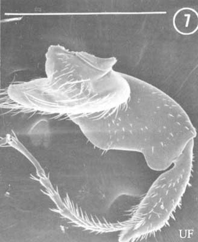 Prothoracic leg of Platypus flavicornis (Fabricius) showing length of tarsal segments. White line represents 1 mm.