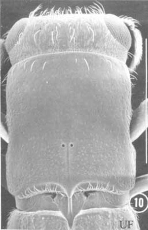 Pronotum of adult female Platypus compositus (Say). White line represents 1 mm. 