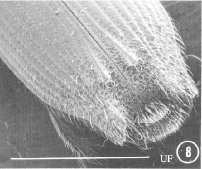 Male declivity in Platypus compositus (Say). White line represents 1 mm. 