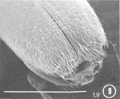 Female declivity in Platypus compositus (Say). White line represents 1 mm. 