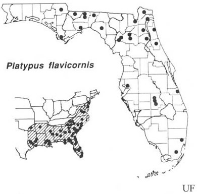 Distribution of Platypus flavicornis (Fabricius). Based on Beal & Massey (1945), Blackman (1922), Wood (1958, 1979), Staines (1981) and personal observations.