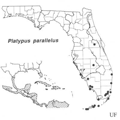 Distribution of Platypus parallelus (Fabricius). Based on Beal & Massey (1945), Blackman (1922), Wood (1958, 1979), Staines (1981) and personal observations.