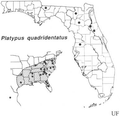 Distribtuion of Platypus quadridentatus (Olivier). Based on Beal & Massey (1945), Blackman (1922), Wood (1958, 1979), Staines (1981) and personal observations. 