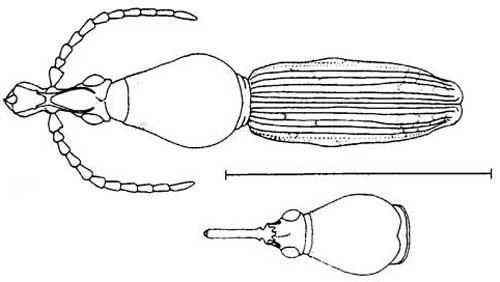 Adult Arrhenodes minutus (Drury), a primitive weevil. Image shows male (top) habitus (general form and appearance), female (bottom) head and prothorax. Line represents 10 mm. 