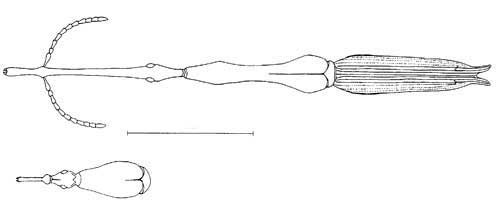 Adult Brentus anchorago Linell, a primitive weevil. Image shows male (top) habitus (general form and appearance), female (bottom) head and prothorax. Line represents 10 mm. 