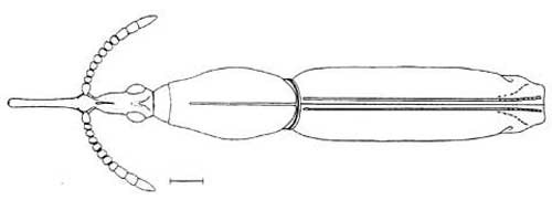 Adult Paratrachelizus uncimanus (Boheman), a primitive weevil. Image shows female habitis (general form and appearance). Line represents 1 mm. 