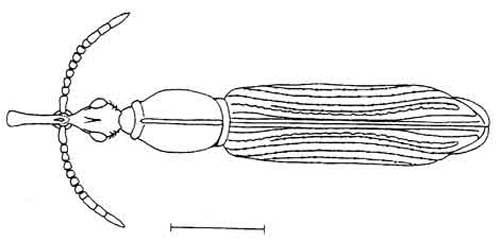 Adult Stereodermus exilis Suffian, a primitive weevil. Image shows habitus (general form and appearance). Line represents 1 mm. 