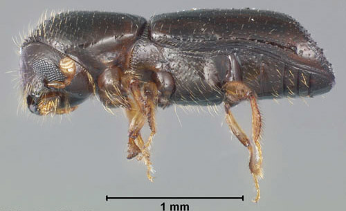 Lateral view of an adult female redbay ambrosia beetle, Xyleborus glabratus Eichhoff. 