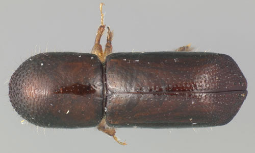 Dorsal view of an adult male redbay ambrosia beetle, Xyleborus glabratus Eichhoff. 