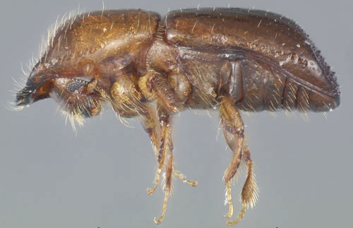 Lateral view of an adult male redbay ambrosia beetle, Xyleborus glabratus Eichhoff. 